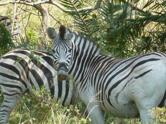 Amatikulu Nature Reserve